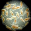 This magnified photo provides a close-up look at copepods—tiny crustaceans that right whales feed on.