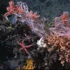 Colorful corals and brittlestars on Manning Seamount off the New England coast.