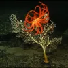 Photograph of an orange many-armed sea star on an erect delicately-branched coral in a dark sea.