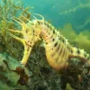 A big-bellied seahorse