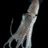 This jewel squid (Histioteuthis bonnellii) lives above the Mid-Atlantic Ridge.