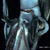 The elusive giant squid