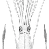 Published in 1882 by Yale Professor A.E. Verrill, this is the first scientific illustration of a giant squid.