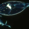 Photograph of a transparent polka-dotted squid in the dark ocean.