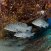 Three gray fish swim in front of a large coral head. 