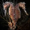 Two thorny seahorses sit back to back underwater. 