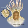 What is coral? The answer is coral is an animal. This cutaway diagram of a coral polyp shows the location of its photosynthetic algae, or zooxanthellae, which coral needs to survive.
