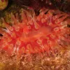 A photo of a red-colored sea anemone photographed in the Baltic Sea. 