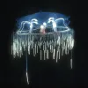 A fringe of tentacles surrounds the bell of this jellyfish (Halicreas minimum).