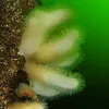 A close-up photo of dead man's fingers (Alcyonium digitatum), living in the Baltic Sea.