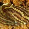 A snailfish, with brown and white stripes. 