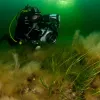 A SCUBA diver in taking photographs in the Baltic Sea. 