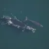 Phoenix swimming with her calf. 