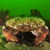 Acorn barnacles living on top of a crab. 