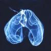 Photograph of a transparent comb jelly against a dark sea.