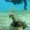 Seahorses make noise! Seahorses make noises that can be heard underwater similar to the sound of smacking your lips. They make them during feeding and courtship.
