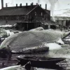 a dead whale sits ashore with other dead whales and wood buildings in the background