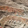 An image of a Anomalocaris canadensis fossil. 