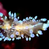 Sea Slug
