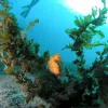 Seahorses are hitchhikers. They can travel long distances across the ocean—farther than they can swim—by attaching themselves to floating seaweed and debris.