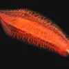 Photograph of a translucent red-orange comb jelly against a black sea.