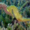 Seahorse couples (such as these Hippocampus histrix) greet each other every morning with a unique dance that sometimes involves changing color. The couple promenades and pirouettes together for several minutes before separating for the rest of the day. The