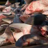 Millions of sharks are caught each year for their dorsal fins, which are prized for shark fin soup. Top predators like sharks are important to maintaining biodiversity, and their removal can have ripple effects through an ecosystem. 