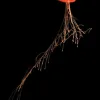 This jelly’s red color provides camouflage in the ocean depths.