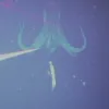 This is the first photograph of a live giant squid (Architeuthis) in its natural habitat.