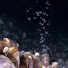 Bubbles of methane gas rise through a mussel bed in the Gulf of Mexico.