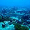 A reef shark swims amongst corals. 