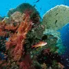 A variety of organisms make their home on this tropical coral reef in Indonesia.