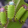 This slug caterpillar turns into a very plain brown moth with stinging spines.