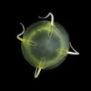 Aegina citrea are stealth predators that push their tentacles ahead of their body or bell as they swim through the water.