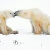 Two polar bears at Cape Churchill in Manitoba, Canada 