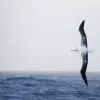 An albatross soars over the ocean. 