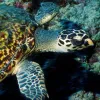 A hawksbill turtle in the waters of the Seychelles. 