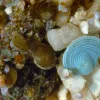 In this photo of a shallow coral reef in the Pacific there are three species of forams. Their colors come from the symbiotic algae that live inside the foram shells.