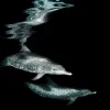 a spotted dolphin swims through the ocean at night 