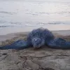 A leatherback sea turtle crawls across the sand at the&nbsp;Area de Conservacion Guanacaste site in Costa Rica.