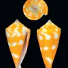 Shell of an orange and white cone snail species. 