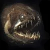 Deep-sea dragonfish from Australia