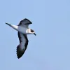 Once common in the West Indies, the Black Capped Petrel (Pterodroma hasitata), which breeds in high Caribbean mountains, is now on the endangered species list.