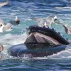 Humpback Whale, Stellwagen Bank National Marine Sanctuary, Gloucester, MA, USA