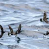 Band-rumped Storm-petrels (Oceanodroma castro) are quite a bit larger and heavier than Wilson's storm petrels, but share their amazing sense of smell, which they use to find food that may be miles away.
