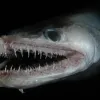 This lizardfish rests on the bottom, waiting to snatch prey.