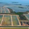 Mangroves are being decimated by human development, like this shrimp farm in Belize.