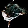 Blackdevil fish are quintessential monsters from the deep. The female lurks in the dark, drawing in prey with her glowing lure, while the male attaches to her like a blood-sucking parasite.