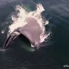 A blue whale swims sideways at the surface with a gaping mouth