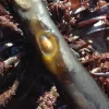 A blue-rayed limpet nestled inside a hole chewed on a piece of kelp. 